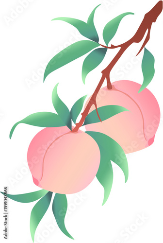 A high quality vector illustration featuring a fruit branch with two juicy pink peaches and lush green foliage. Isolated flat design element perfect for fruit packaging, food branding