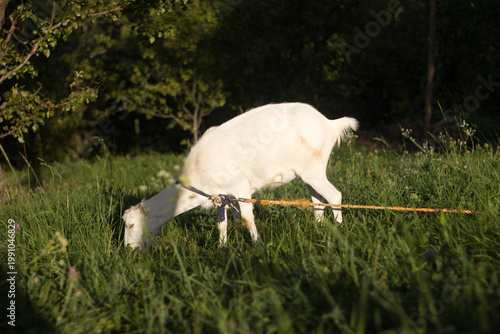 Beautiful white goat on a tether eating green grass among the trees. Animal husbandry