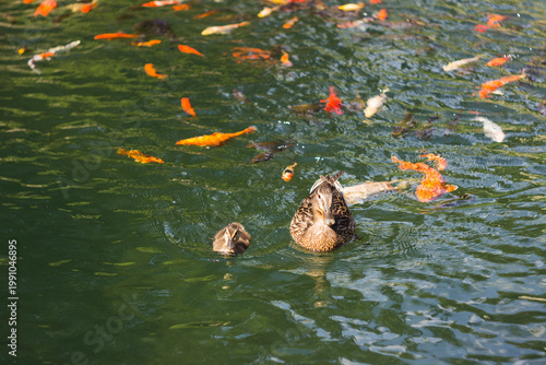 A mum duck and her duckling swim in a lake surrounded by colourful koi fish on a bright summer day