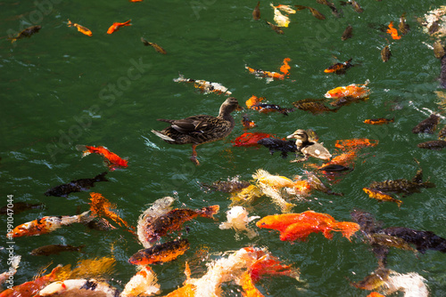A mum duck and her duckling swim in a lake surrounded by colourful koi fish on a bright summer day