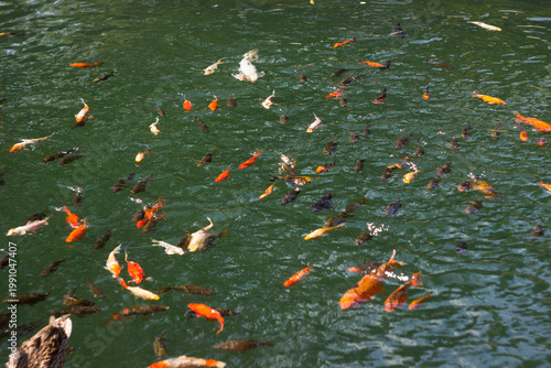 Beautiful yellow and red koi fish swimming in the pond, colourful carp