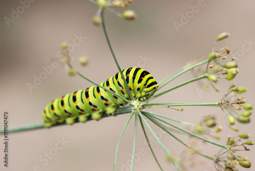 Green caterpillar Papilio machaon crawling on a dill umbel
