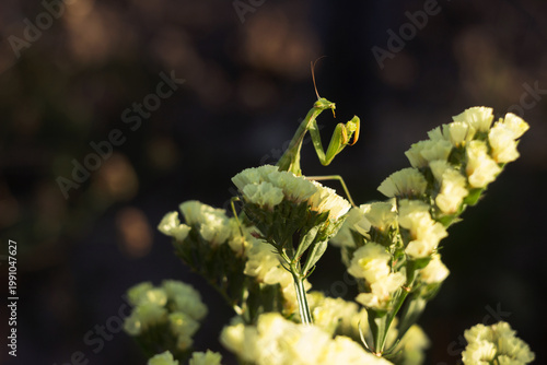 Mantis religiosa eats an insect while sitting on a yellow limonium flower