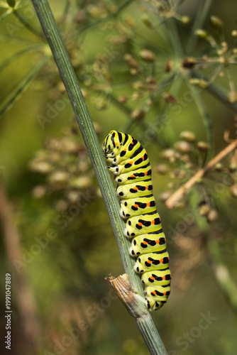 Green caterpillar Papilio machaon crawling on a dill umbel