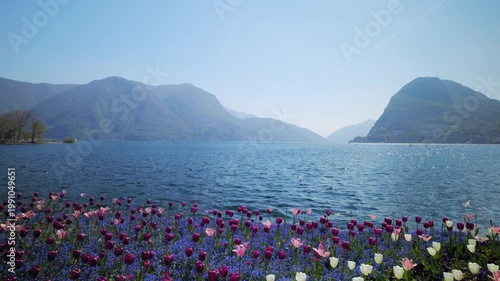 Panning shot of blooming tulips in Parco Ciani at Lake Lugano with mountains, Switzerland