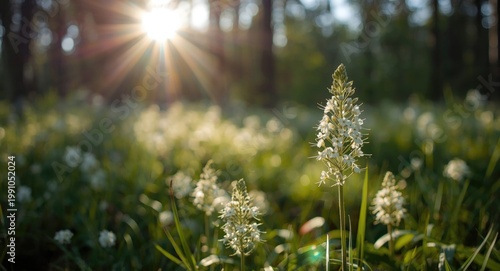 Sunlit white flowers in a forest with blurred greenery and copy space