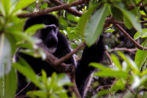 Tableau sur toile Mantled Guereza (Colobus guereza) peering through dense forest foliage