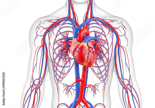 Human body circulatory system with heart and blood vessels isolated on transparent background