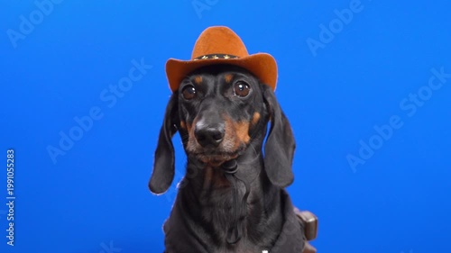 Dachshund dog wearing orange cowboy hat with star detail on bright blue background, funny western puppy portrait, bold pet lifestyle, creative studio character scene.