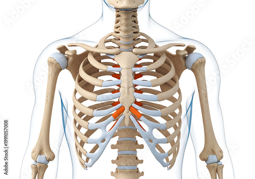 Detailed illustration of the human skeleton with highlighted intercostal muscles isolated on transparent background