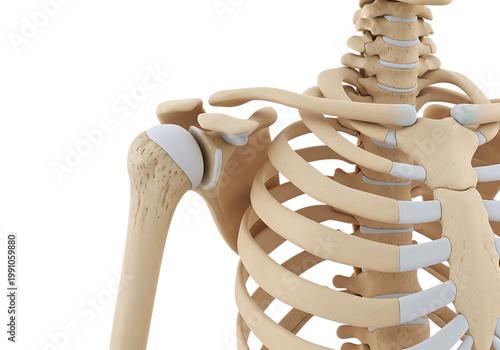Detailed human skeleton model showing ribcage and arm isolated on transparent background