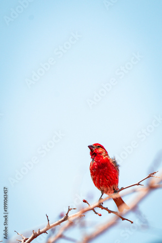 House Finch male bird perched on a branch with blue sky background and copy space