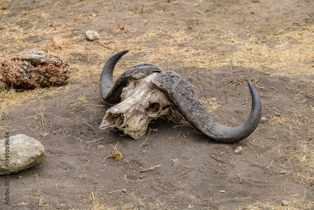 Obraz premium Skull of the buffalo on ground at Serengeti national park, Tanzania