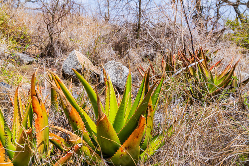 Aloe vera plant growing at the garden. Herbal medicine