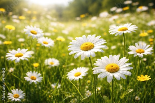 Springtime daisies flourish...