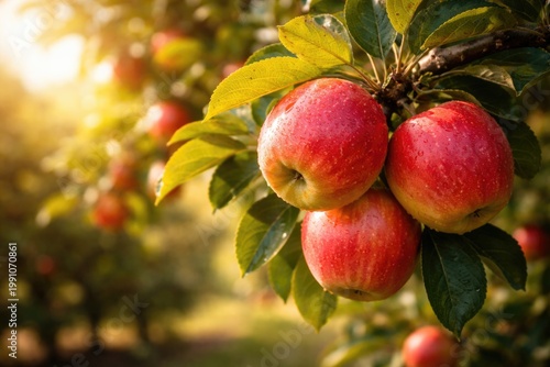 Close up of ripe apples rea...