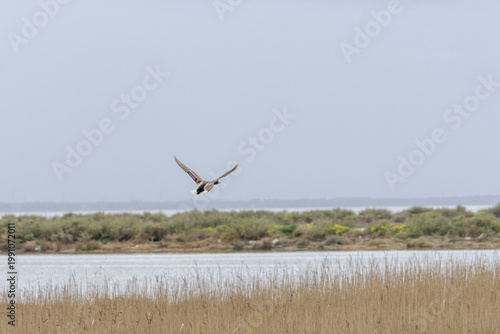 Mallard duck flying over wetland habitat at Tagus River Portugal