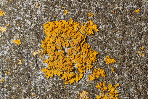 Photos Wall Xanthoria (lat