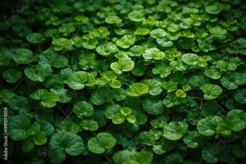 Dense green foliage of cree...