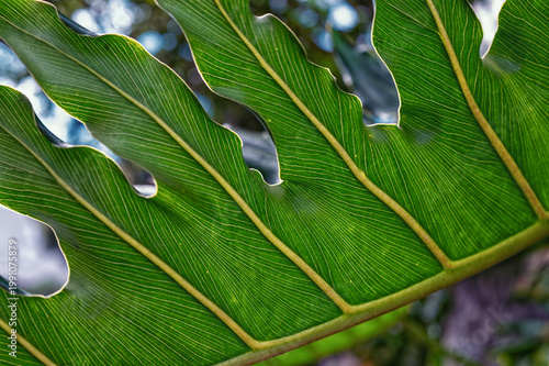 Green and Yellow Leaf with Veins and Texture.