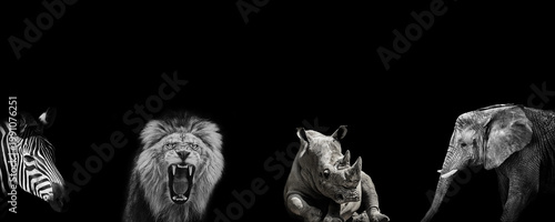 Photography Powerful Wild Animals on Black Background with Copy Space, Minimalistic Wildlife