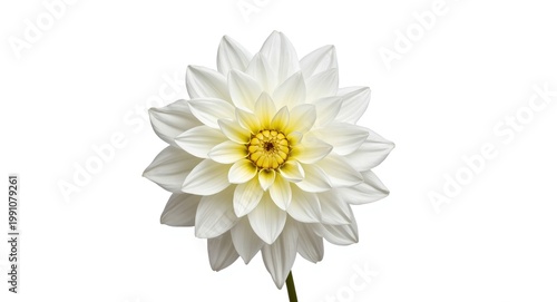 White dahlia blossom with s...