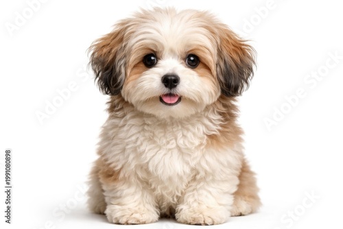 Cute havanese dog posing fr...