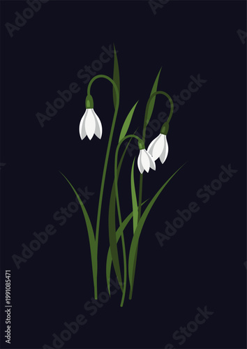 Spring Snowdrops, White Flowers on Dark Background