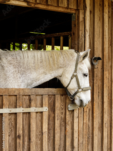 Fotografija White horse standing in wooden stable and looking through open door, calm farm a
