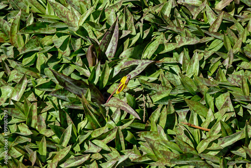 Cluster of Trout lily leaves with a single flower. Known as Erythronium americanum it is a species of perennial colony forming, spring ephemeral flower dwelling in woodland habitats. 