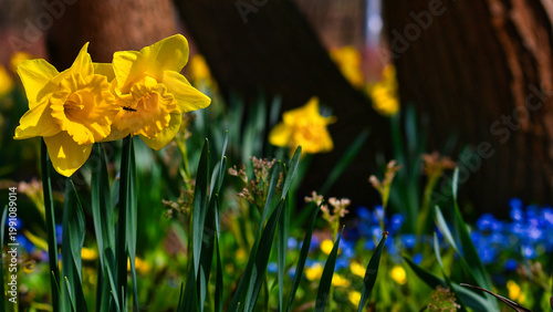 Wiosenne kolory w Parku Centralnym w Olsztynie