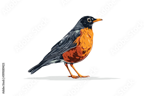 American robin red beak isolated
