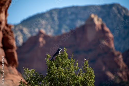 Woodhouse's Scrub-Jay Perched on Juniper with Sedona Red Rocks Background