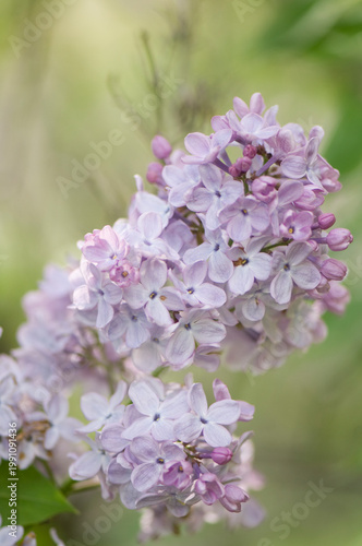 Blossoming Lilac Bush. Syringa vulgaris. Lilac  Dwight D. Eisenhower