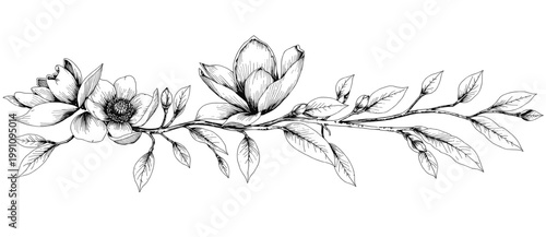 Horizontal magnolia branch with blossoms buds and leaves in detailed botanical line art style ideal for invitations branding packaging website headers and decorative borders