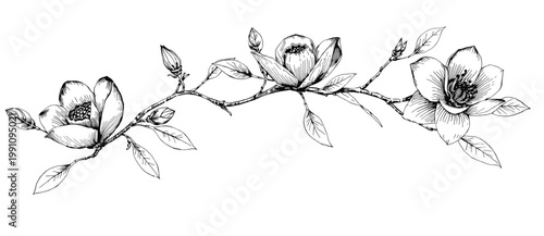 Curved magnolia branch with blossoms buds and leaves in detailed botanical line art style ideal for invitations branding packaging logos and decorative compositions
