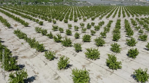 Aerial view of young mandarin trees planted in staggered pattern. Geometric orchard layout forming abstract shapes across agricultural field in Mediterranean farming landscape. 