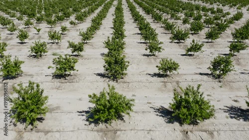 Aerial view of young mandarin trees planted in staggered pattern. Geometric orchard layout forming abstract shapes across agricultural field in Mediterranean farming landscape. 