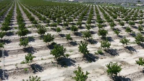 Aerial view of young mandarin trees planted in staggered pattern. Geometric orchard layout forming abstract shapes across agricultural field in Mediterranean farming landscape. 