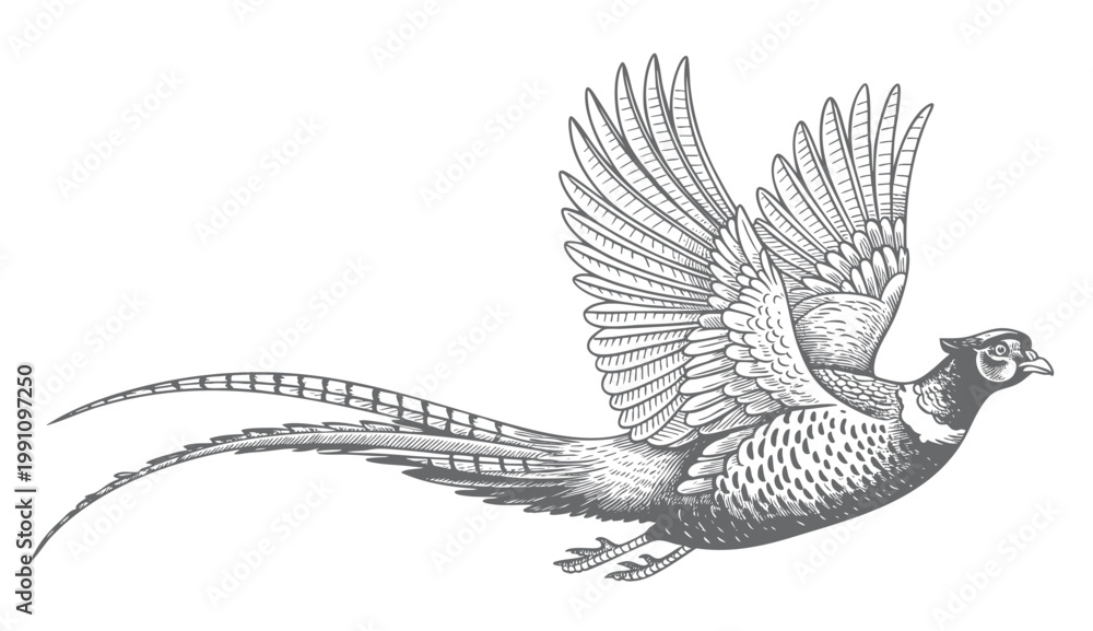 Obraz premium Flying pheasant illustration with spread wings in detailed vintage engraving. 