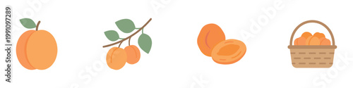 Fresh and dried apricots fruit set flat vector illustration. 