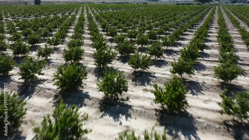 Aerial view of young mandarin trees planted in staggered pattern. Geometric orchard layout forming abstract shapes across agricultural field in Mediterranean farming landscape. 
