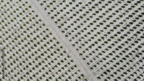 Aerial view of young mandarin trees planted in staggered pattern. Geometric orchard layout forming abstract shapes across agricultural field in Mediterranean farming landscape. 