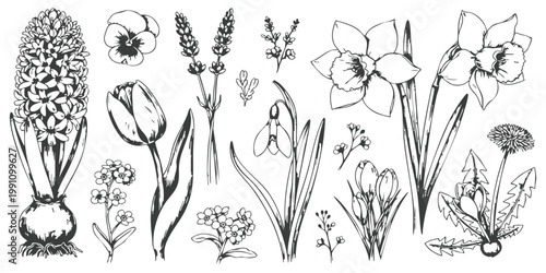 Vintage hand drawn botanical set of spring flowers and blooming plants vector illustration