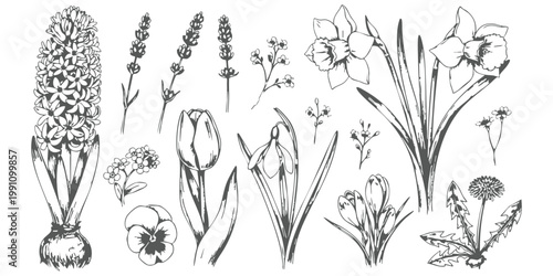 Vintage hand drawn spring flowers collection with hyacinth and tulips vector illustration