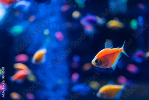 Groups of colorful, various-sized fish swimming in a tropical aquarium under soft glowing light Includes one larger fish and emphasizes iridescent scales and depth Dark background
