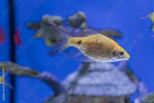 Φωτογραφία Underwater aquarium scene, orange and white striped fish swimming right, stone c