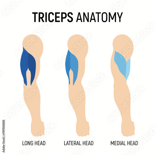 Detailed anatomy illustration of the triceps with labeled sections, perfect for fitness enthusiasts seeking to understand muscle structure for exercise improvement.