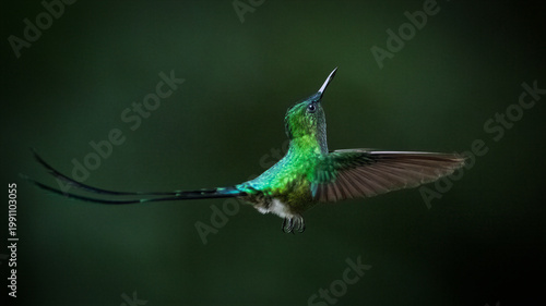 Foto Long-tailed Sylph Hummingbird Hovering in Lush Green Forest Light