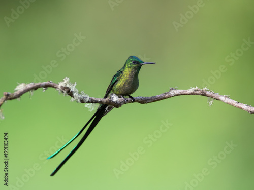 Фотография Long-tailed sylph hummingbird perched on a mossy branch in Colombia